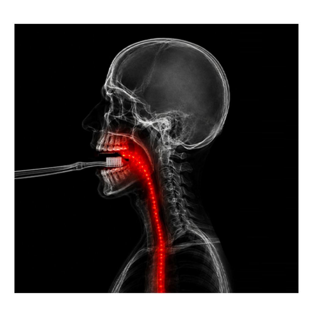 Illustration de type radiographie montrant une brosse à dents dans la bouche